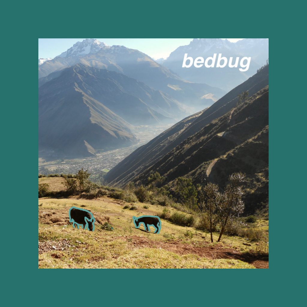 Bedbug